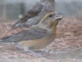 /album/photo-gallery-photogallery/crossbill-at-piquiuerto-sieera-rute-picture-by-christobel-gomez-jpg/